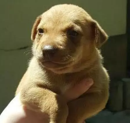 流浪狗一直犬吠,引領人來到樹洞,看清裡面的東西後令人淚如雨下