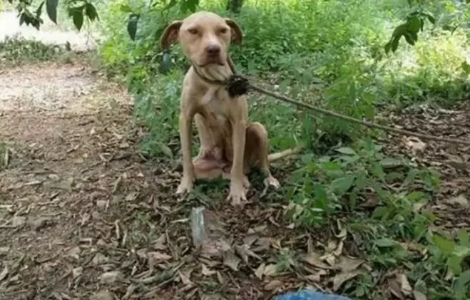 狗媽媽一家子被主人扔了,還被繩子綁住狗媽媽,這個狠心的主人存心要餓死它們,還好遇到了好心人。