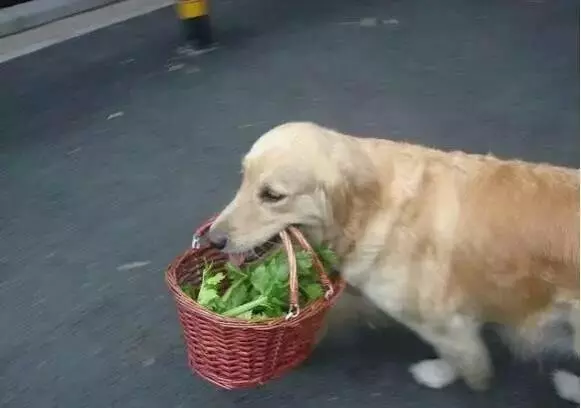 主人搬家,要遺棄狗狗,狗狗每天超委屈的幹一件事,最後感動主人帶著狗狗一起走了。