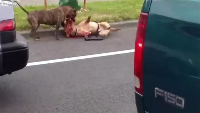 可憐導盲犬被惡犬死死咬住脖子渾身是血,警察趕來果斷的做法救了狗狗一命!