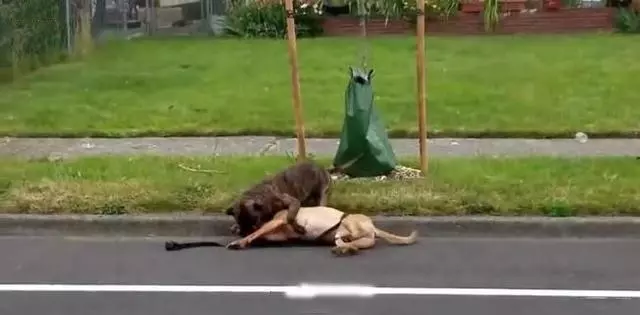 可憐導盲犬被惡犬死死咬住脖子渾身是血,警察趕來果斷的做法救了狗狗一命!