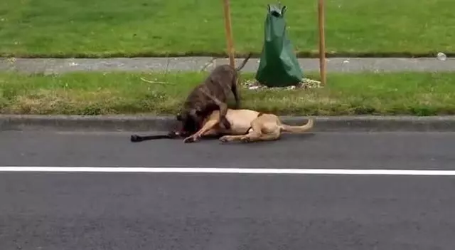 可憐導盲犬被惡犬死死咬住脖子渾身是血,警察趕來果斷的做法救了狗狗一命!