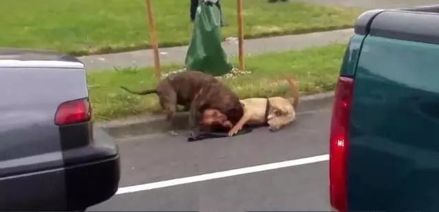 可憐導盲犬被惡犬死死咬住脖子渾身是血,警察趕來果斷的做法救了狗狗一命!