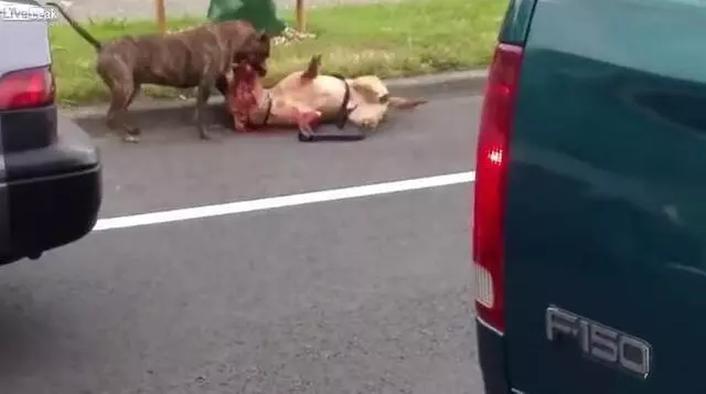 可憐導盲犬被惡犬死死咬住脖子渾身是血,警察趕來果斷的做法救了狗狗一命!