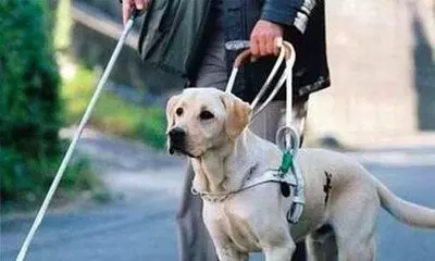 可憐導盲犬被惡犬死死咬住脖子渾身是血,警察趕來果斷的做法救了狗狗一命!