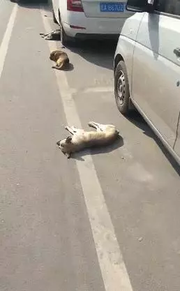 三隻狗躺地上不動,主人打招呼也無神,一看像中毒了,等走過去一看,主人真的無語了!