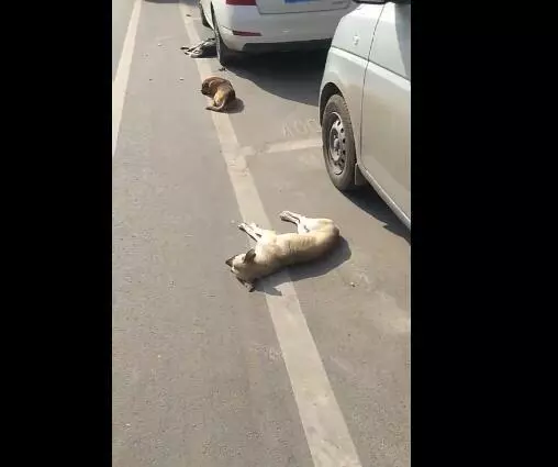 三隻狗躺地上不動,主人打招呼也無神,一看像中毒了,等走過去一看,主人真的無語了!