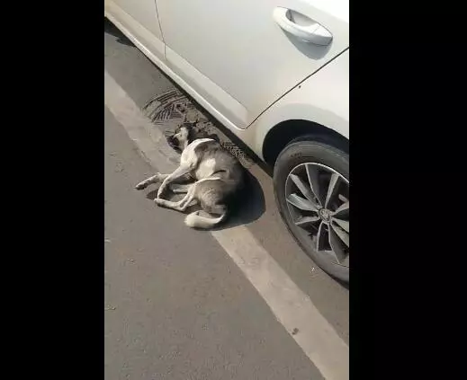 三隻狗躺地上不動,主人打招呼也無神,一看像中毒了,等走過去一看,主人真的無語了!