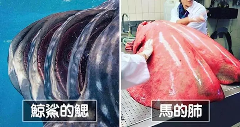 20個「你明明都聽過,卻現在才看到」的罕見記錄照