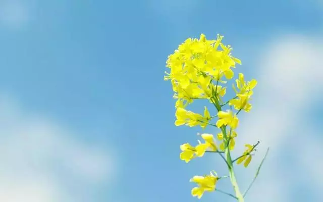 幼兒園《幼小銜接家長手冊》,轉給大班家長!