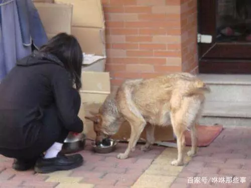 女學生經常給流浪狗送飯,一天小狗帶她到水庫,一看情況馬上報警