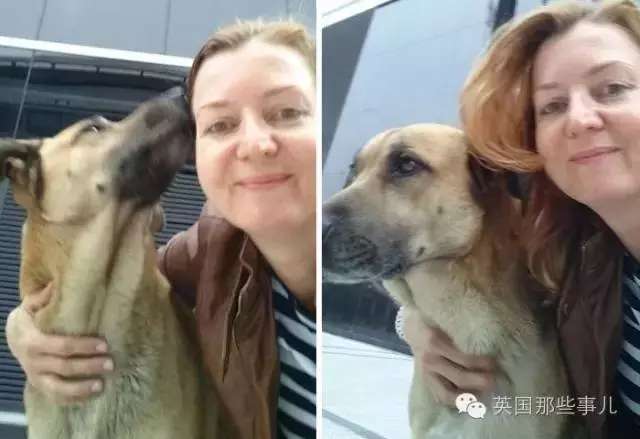 曾因為這個空姐喂牠一頓飯,這一等,就是6個月……沒想到6個月回來後,這一幕讓她瞬間淚崩了!