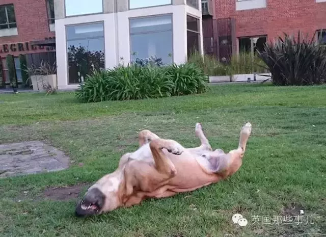 曾因為這個空姐喂牠一頓飯,這一等,就是6個月……沒想到6個月回來後,這一幕讓她瞬間淚崩了!