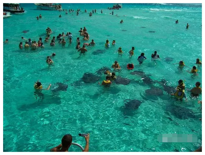 加勒比海的這個島,因為這種怪異的魚類,成了遊客嚮往的天堂