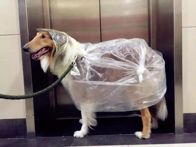 狗狗有潔癖是一種什麼樣的體驗?主人:就差會自己鏟屎了