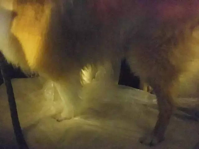 狗狗有潔癖是一種什麼樣的體驗?主人:就差會自己鏟屎了