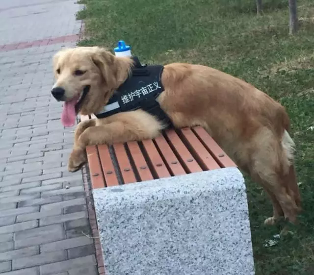 狗狗有潔癖是一種什麼樣的體驗?主人:就差會自己鏟屎了