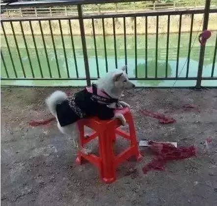狗狗有潔癖是一種什麼樣的體驗?主人:就差會自己鏟屎了