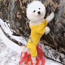 狗狗有潔癖是一種什麼樣的體驗?主人:就差會自己鏟屎了