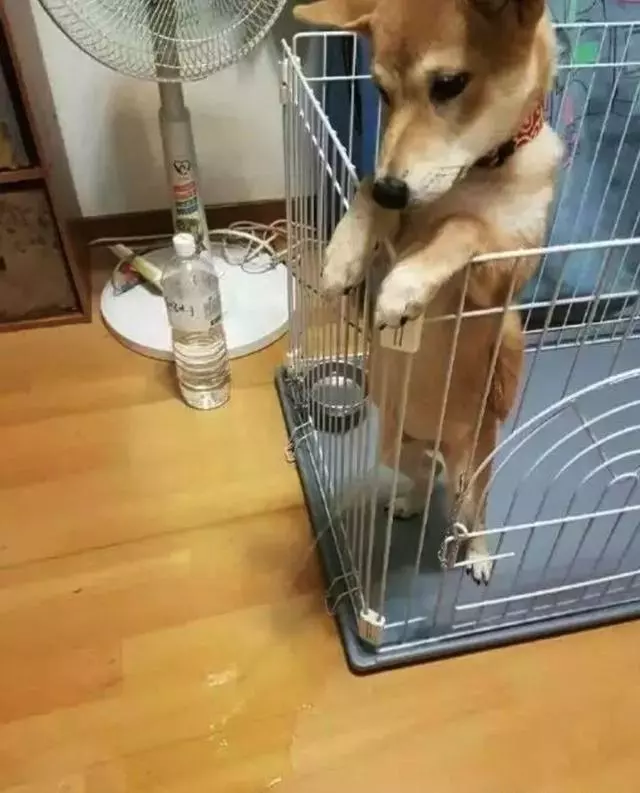 狗狗有潔癖是一種什麼樣的體驗?主人:就差會自己鏟屎了