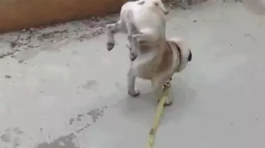 狗狗有潔癖是一種什麼樣的體驗?主人:就差會自己鏟屎了