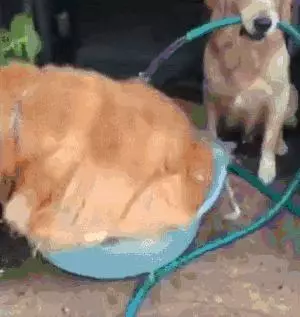 狗狗有潔癖是一種什麼樣的體驗?主人:就差會自己鏟屎了