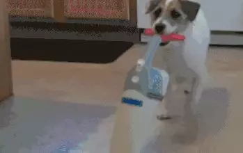狗狗有潔癖是一種什麼樣的體驗?主人:就差會自己鏟屎了