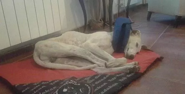用完就吊起來等死,跑最快的格雷伊獵犬,只是用過就丟的工具狗