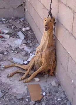 用完就吊起來等死,跑最快的格雷伊獵犬,只是用過就丟的工具狗