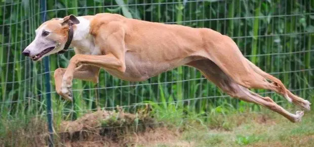 用完就吊起來等死,跑最快的格雷伊獵犬,只是用過就丟的工具狗