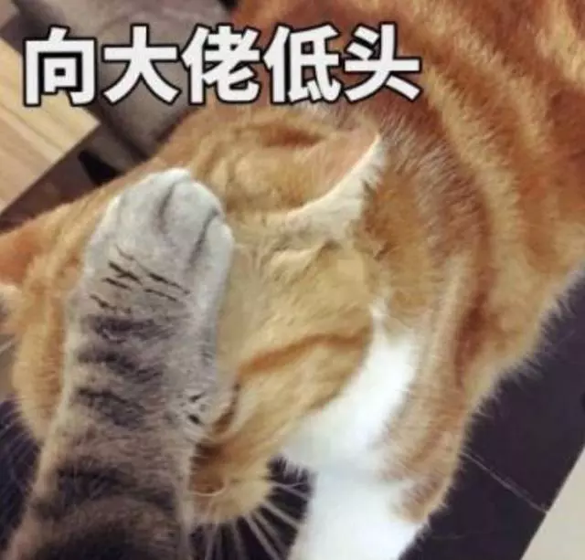 貓咪都是大佬!你不信?這些圖能為我作證