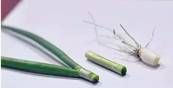 吃蔥一根,頂藥十副!但96%的人都吃錯了!不看不知道……