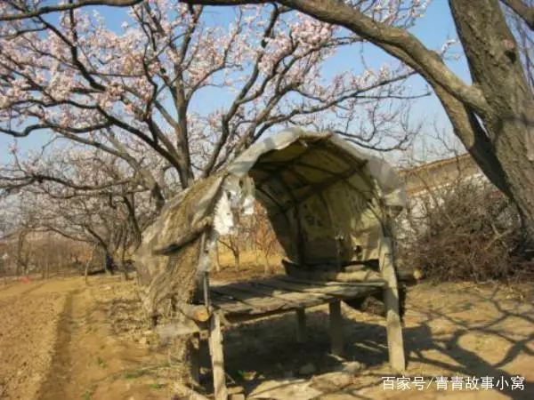 夜裡,男子要去看守果園,五歲兒子抱著他大腿哭喊道:不要去!