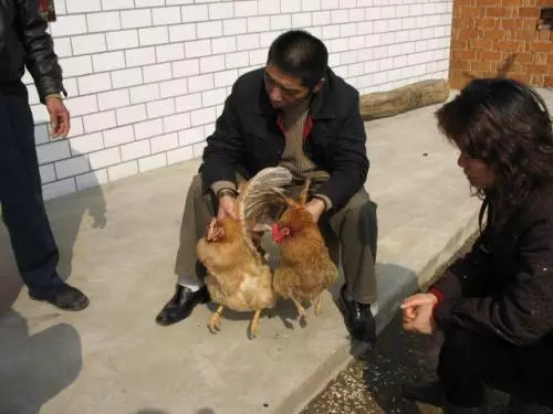 母親臨終分財產,先給兩兒每人一隻雞,三日後卻把財產都給小兒