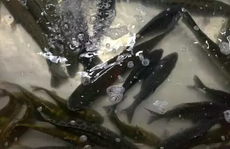 這種魚人們最愛吃,長期吃容易致癌,愛吃魚的要注意了,你買的可能正是這種魚!
