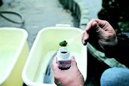 這種魚人們最愛吃,長期吃容易致癌,愛吃魚的要注意了,你買的可能正是這種魚!