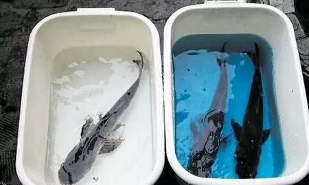 這種魚人們最愛吃,長期吃容易致癌,愛吃魚的要注意了,你買的可能正是這種魚!