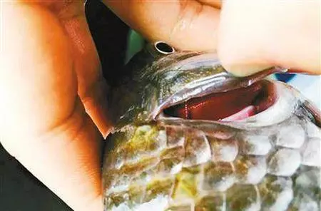 這種魚人們最愛吃,長期吃容易致癌,愛吃魚的要注意了,你買的可能正是這種魚!