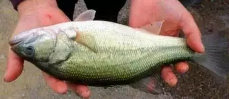 這種魚人們最愛吃,長期吃容易致癌,愛吃魚的要注意了,你買的可能正是這種魚!