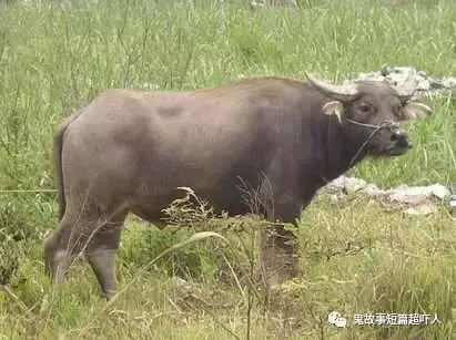 老婆閨女離奇死亡,村民做了兩口棺材,等主人下葬