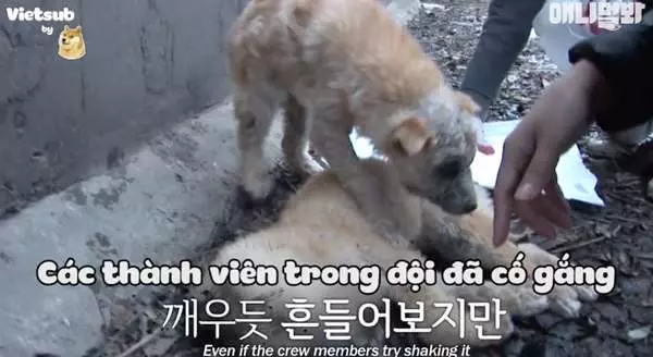 兩隻狗狗困在水溝且有嚴重的皮膚病,當動保人員救援時,狗狗卻朝另一端走去,讓大家都忍不住掉下眼淚....