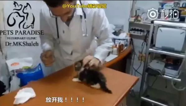 別碰我!小奶喵「我不要看醫生」鬼吼鬼叫 全身炸毛生氣氣:咬死泥喔~