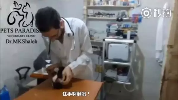 別碰我!小奶喵「我不要看醫生」鬼吼鬼叫 全身炸毛生氣氣:咬死泥喔~