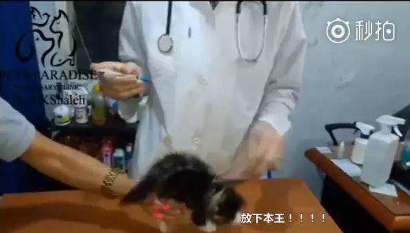 別碰我!小奶喵「我不要看醫生」鬼吼鬼叫 全身炸毛生氣氣:咬死泥喔~