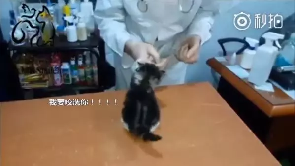 別碰我!小奶喵「我不要看醫生」鬼吼鬼叫 全身炸毛生氣氣:咬死泥喔~
