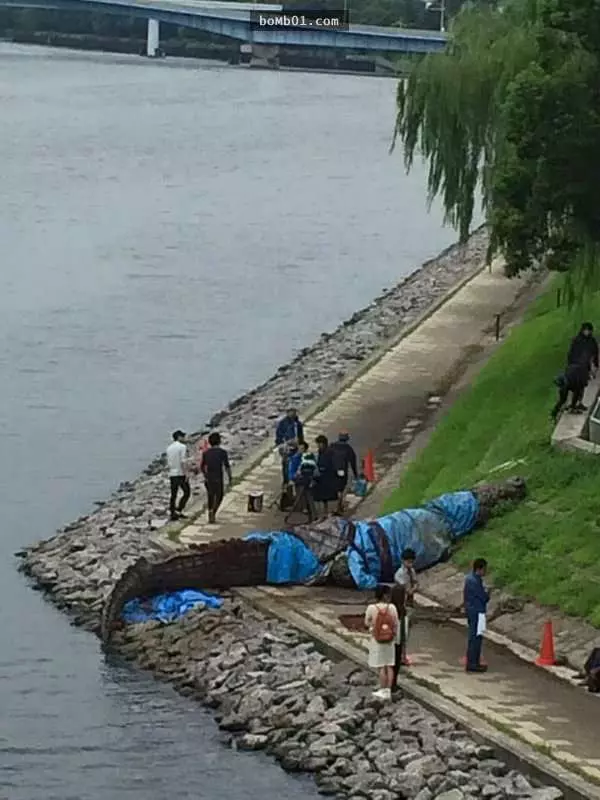 9件「只在日本才會出現」的荒誕景象,住宅區附近怎麼會出現這麼大的鱷魚啦?!
