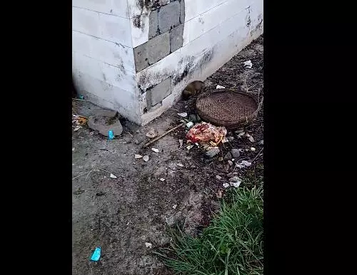 流浪小狗早上找食物,差點快凍死,男子偷偷跟蹤,最後的做法讓知道的人都為他點讚