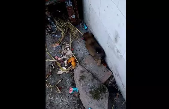 流浪小狗早上找食物,差點快凍死,男子偷偷跟蹤,最後的做法讓知道的人都為他點讚