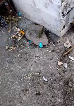 流浪小狗早上找食物,差點快凍死,男子偷偷跟蹤,最後的做法讓知道的人都為他點讚