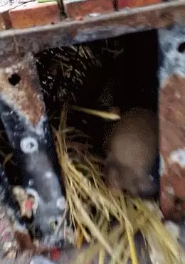 流浪小狗早上找食物,差點快凍死,男子偷偷跟蹤,最後的做法讓知道的人都為他點讚